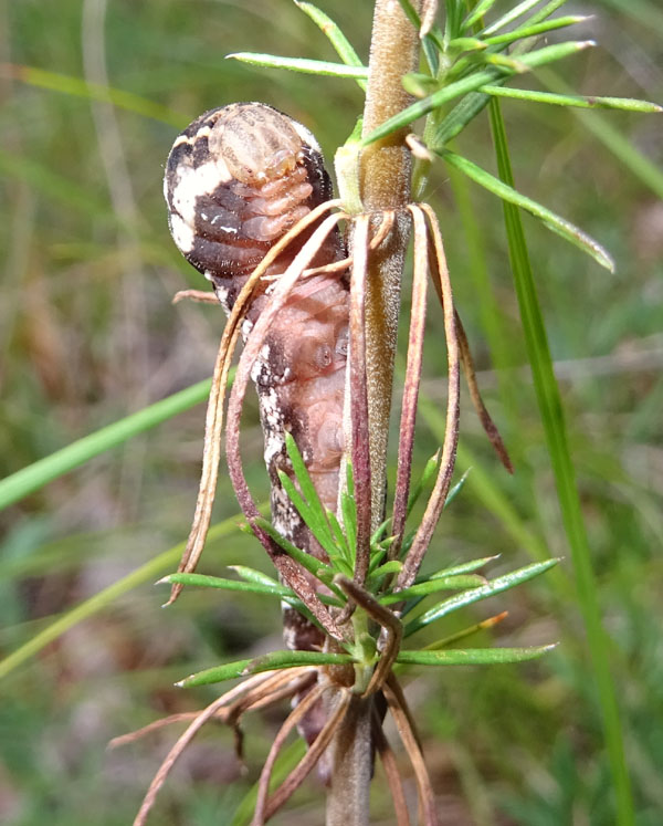 Bruco di Deilephila porcellus - Sphingidae